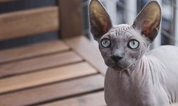 Sphynx kedileri neden yasaklandı? Sphynx kedi sahiplenmek isteyen ne yapacak?