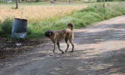 Çorum’da kendi köpeğinin saldırısına uğrayan adam hastaneye kaldırıldı