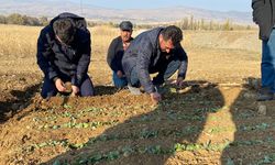 Çorum'un bu ilçesinde salep yetiştiriciliği başladı! İlk fidanlar toprakla buluştu