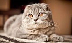 Scottish Fold kediler neden yasaklandı?