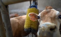 Karadeniz’de hayvancılığı canlandıracak proje: Türkiye’de ilk kez Trabzon’da dişi Jersey Sperması kullanıldı