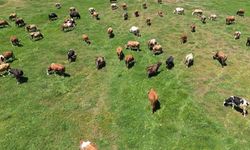 Hayvancılık destekleme icmalleri askıya çıkarıldı