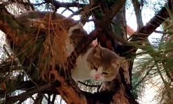 Sungurlu’da Ağaçta Mahsur Kalan Kedi İtfaiye ve Emniyet Ekiplerince Kurtarıldı