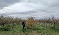 Yozgat’ta zirai don, üreticileri zarara uğrattı