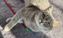 Çorum’da kayıp kedi aranıyor! Mira’yı görenlerin dikkatine!