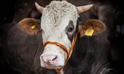 Kurban bayramı öncesi büyükbaşta rekor fiyat: Hisse almak hayal mi oluyor?