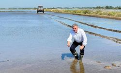 Türkiye’nin Pirinç Ambarı Osmancık’ta Çeltik Ekimi Başladı