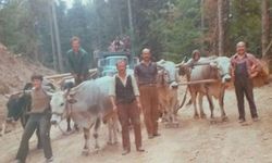 Türkiye’nin ilk orman grevlerinden biri: 1960’taki Öküz Arabacıları Direnişi