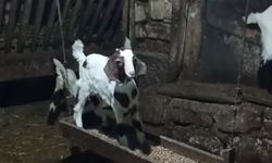 Oğlağın Ahırda Salıncak Keyfi Kameraya Takıldı