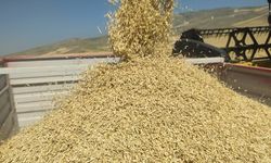 Arpa fiyatı TMO’nun altında kaldı: Üretici fiyatlardan memnun değil