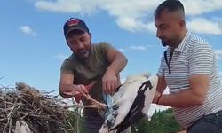 Çorum’da Çatıda Mahsur Kalan Leylek Kurtarıldı
