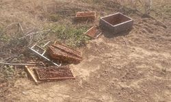 Ayı saldırıları fotokapana takıldı: Çorumlu Arıcılar zararın eşiğinde