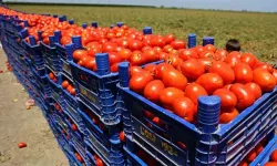 Herkes bu rakamı konuşuyor: Domates fiyatlarında rekor tırmanış