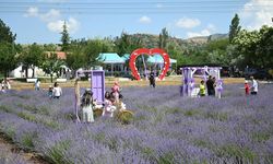 Çorum'un lavanta bahçesi vatandaşların gözdesi oldu