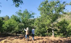Oğuzlar’da ceviz üreticilerine destek: Zirai don sonrası TARSİM ödemesi yapıldı