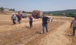 Çorum'da biçerdöver denetimi ve verim incelemesi: Arpa ve Buğdayda sevindirici sonuç