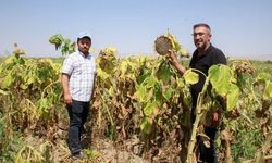 50 dönüm tarlayı 1,5 günde hasat ediyorlar: Ama dönümde 70 kilo kayıp var
