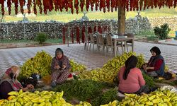 Kale'den başka yerde yetişmiyor: Hasadı başladı, turistler kapışıyor!