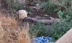 Çorum'da 4 mahalle alarmda: Kötü koku, sel ve sinek şikâyetleri büyüyor