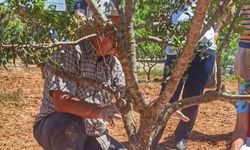 7 yıl gözü gibi baktılar! Şimdi gramıyla servet kazanıyorlar