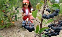 Yalova’dan başka yerde yetişmiyor: Hasadı başladı, kilosu 400 lira! Yiyen yaşlanmıyor, yetiştiren servet kazanıyor