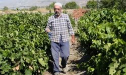 Erzincan'dan başka yerde o tat yok: Hasadı başladı, fiyatı yüz güldürüyor!