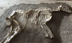 Türkiye'de bulundu! 16 bin yıllık köpek kalıntıları dünyayı şaşırttı