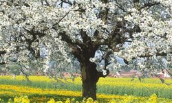 Çorum'da havalar ısınıyor...