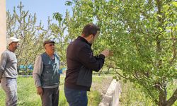 Hububat ve bahçelerde hastalık uyarısı: Üreticiye yerinde eğitim