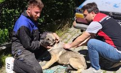 Bayat’ta kedi ve köpeklere aşı ve kimliklendirme çalışması