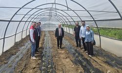 Serada malçlı sebze dikimi: Engelsiz Tarım Atölyesi için hazırlık