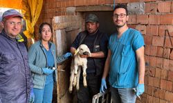 Boğazkale’de küçükbaş hayvanlar aşılanıyor