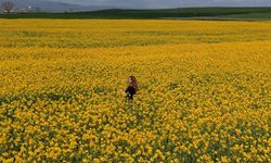 Çorum yolu üzerindeki kanola tarlaları görsel şölen sunuyor