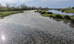 Çorum'dan da ziyaretçileri var: Görenler hayran kalıyor