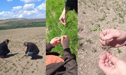 Alaca’da tarımsal denetimler sıklaştırıldı