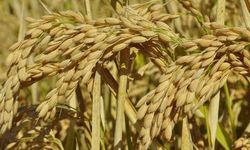 Çeltik üreticilerine yönelik eğitim toplantısı düzenlenecek