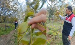 Oğuzlar’da ceviz üreticilerine yerinde bilgilendirme