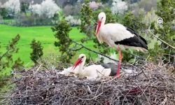 Doğa severler buraya akın ediyor: Leylekler Vadisi’nde mucize anlar