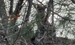 Çorum'da Avrasya vaşağı görüntülendi