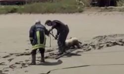 Çamur havuzuna düştüler: Belediye ekipleri kurtardı