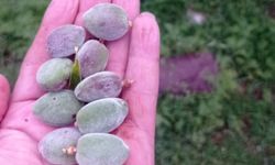 Çorum’da ilk Bademler...