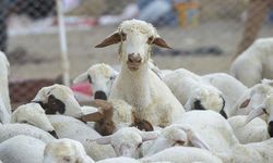 Besicilere müjde: Buzağı, kuzu, oğlak ve arıcılık destekleri yükseltildi