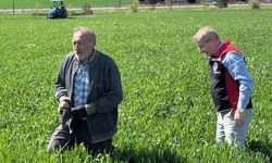 Çorum’da hububat alanlarında fungal hastalık takibi sürüyor
