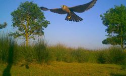Kızılırmak Deltası’nda saklı hayat: Fotokapanlar nadir türleri tek tek kaydetti