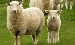 Kırsalda bereket projesiyle üreticiye 100 küçükbaş desteği