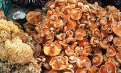 Mantar yedikten sonra rahatsızlandı: Hastaneye kaldırıldı