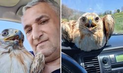 Çorum’da yaralı bulunan şahin koruma altına alındı