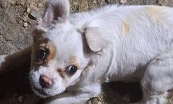 Çorum’da kayıp köpek aranıyor: “Bella”yı görenler dikkat