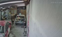 Usta çay demlerken neye uğradığını şaşırdı: Danalar bir anda içeri girdi