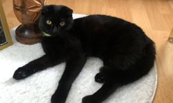 İskilip’te kaybolan kedi için yardım çağrısı